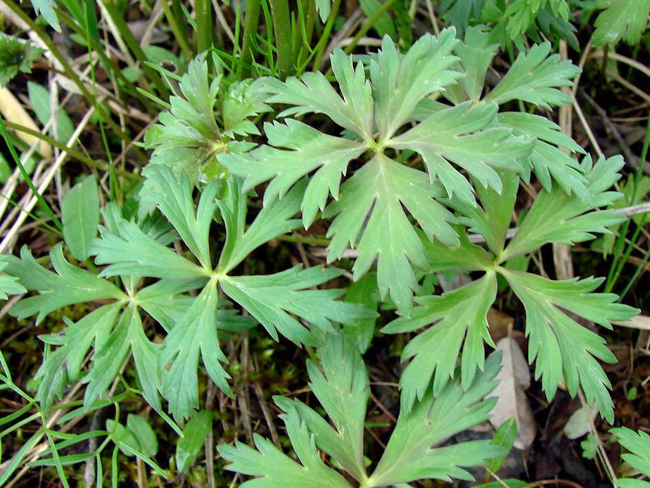 Image of Trollius uncinatus specimen.