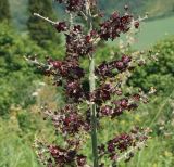 Veratrum nigrum