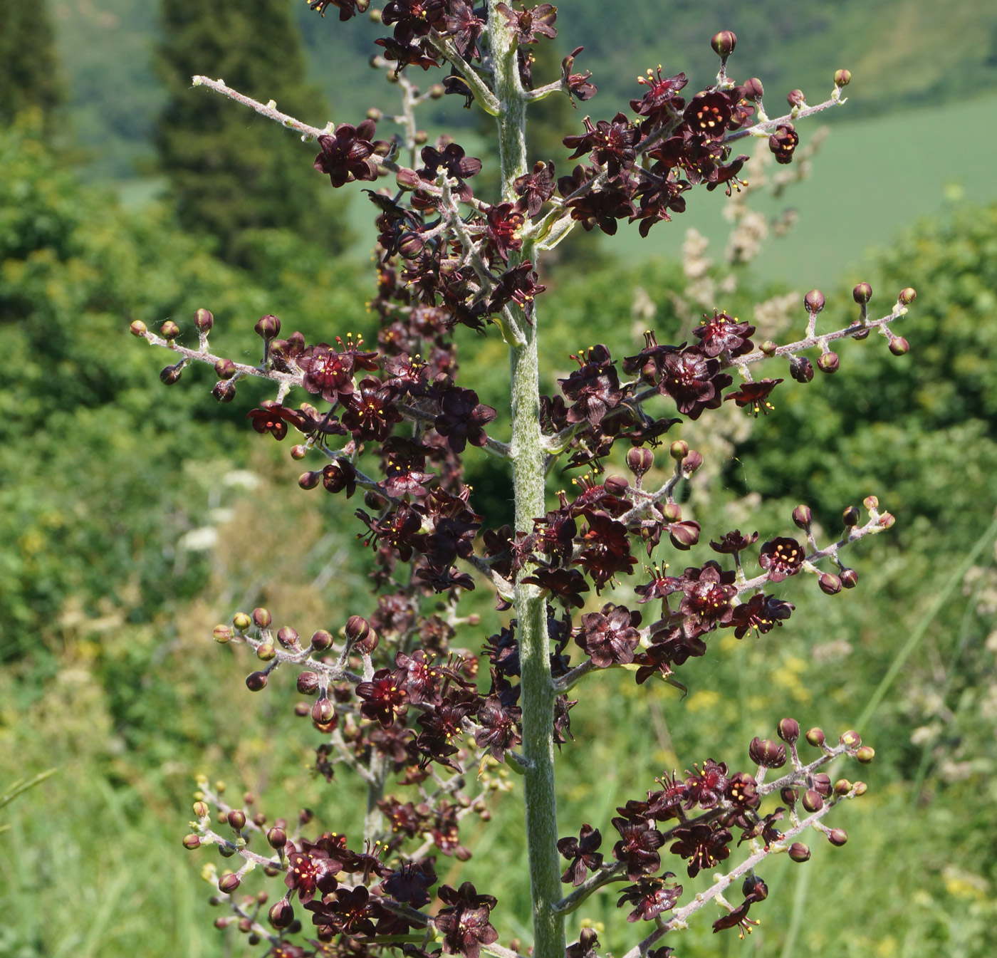 Изображение особи Veratrum nigrum.