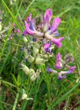 Oxytropis adamsiana