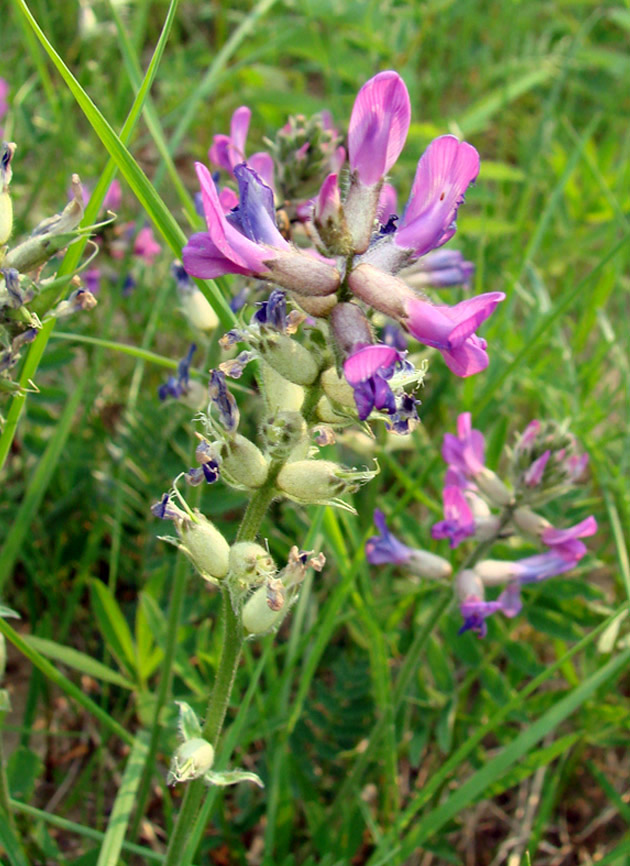 Изображение особи Oxytropis adamsiana.