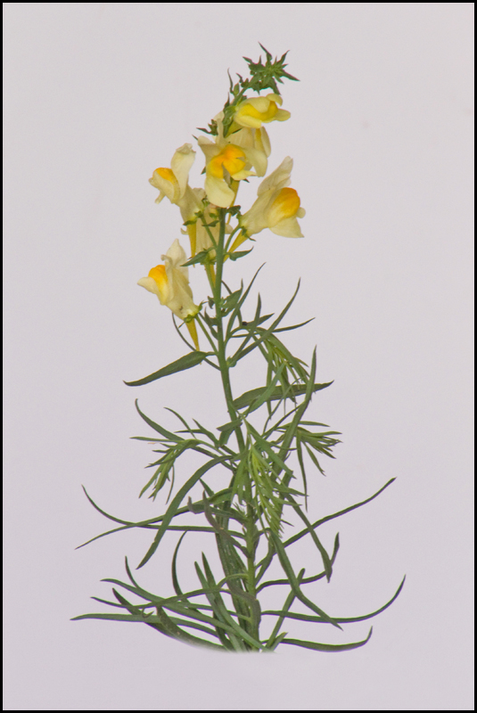 Image of Linaria biebersteinii specimen.