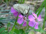 Dianthus repens. Цветки с кормящейся бабочкой-боярышницей. Якутия (Саха), Алданский р-н, левый берег р. Алдан в 5 км выше устья р. Тимптон. 19.06.2008.