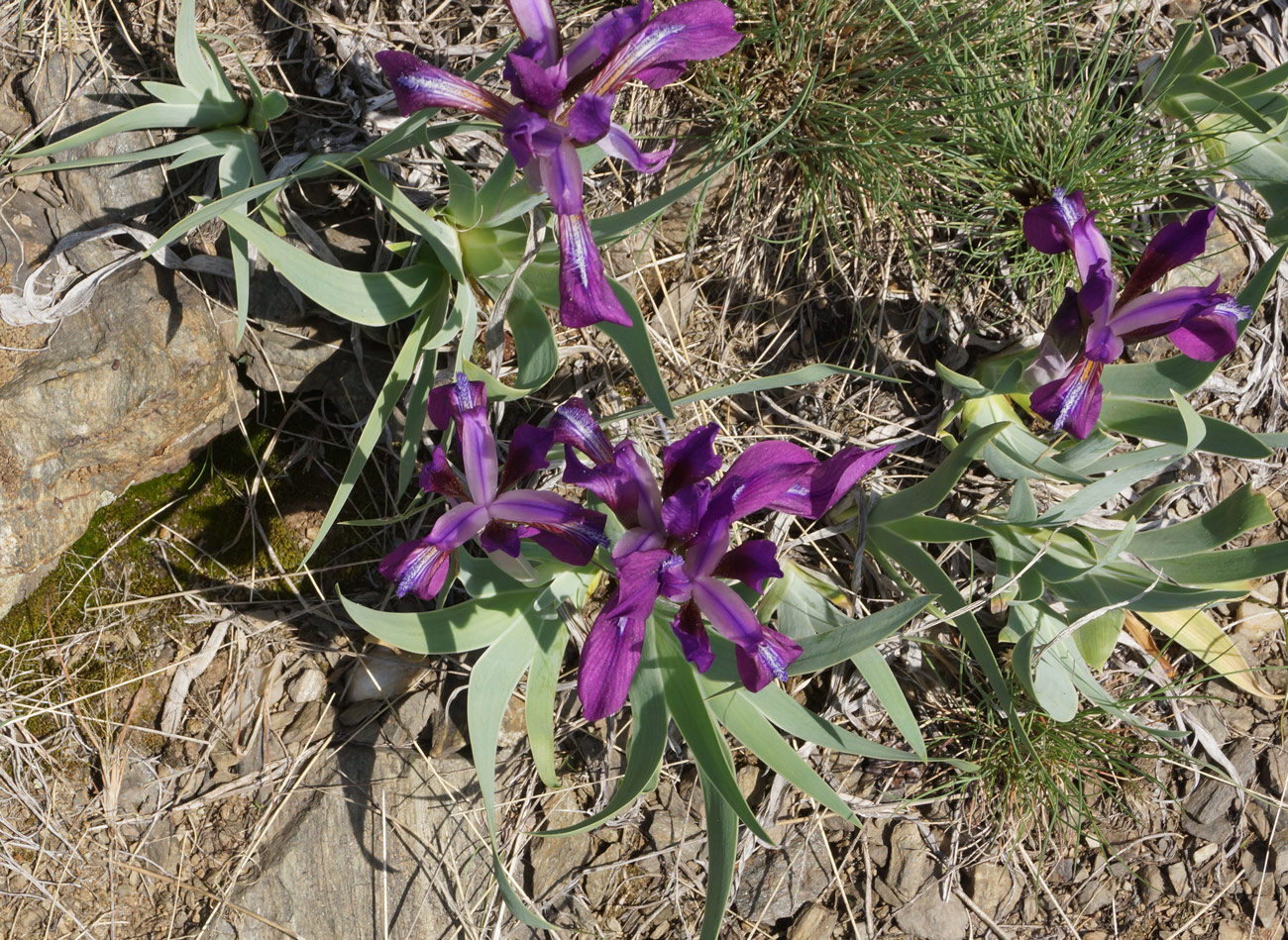 Image of Iris glaucescens specimen.