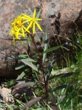 Senecio nemorensis