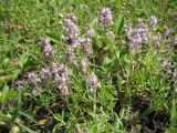 Thymus marschallianus. Цветущие растения. Ульяновская обл., Карсунский р-н, окр. с. Малая Кандарать, склон к р. Кандаратка, мергелисто-меловые выходы. 13 июня 2015 г.