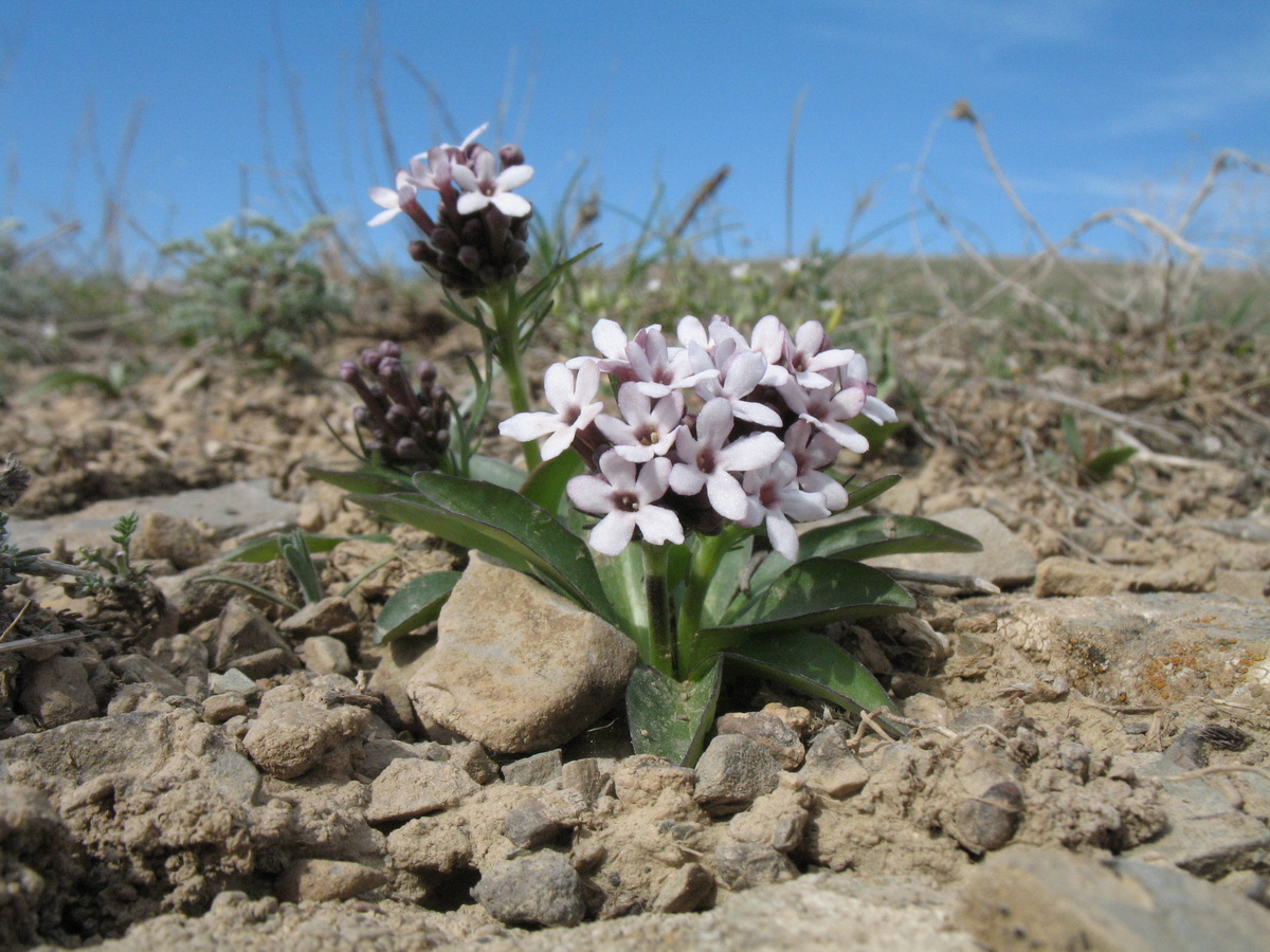 Изображение особи Valeriana chionophila.