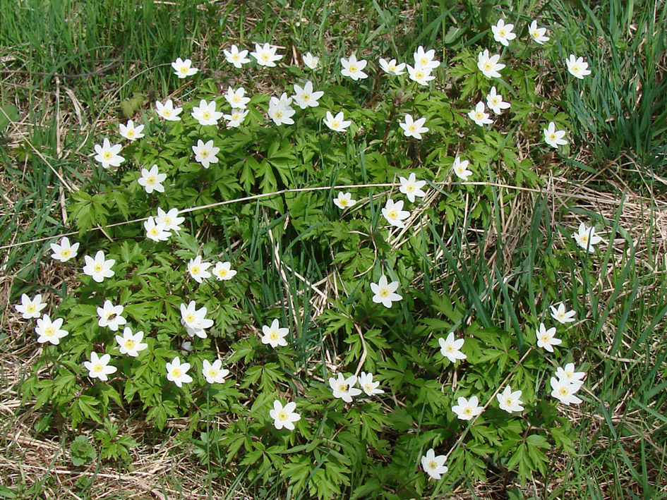 Изображение особи Anemone nemorosa.