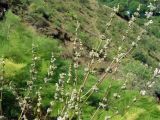 Phlomoides brachystegia