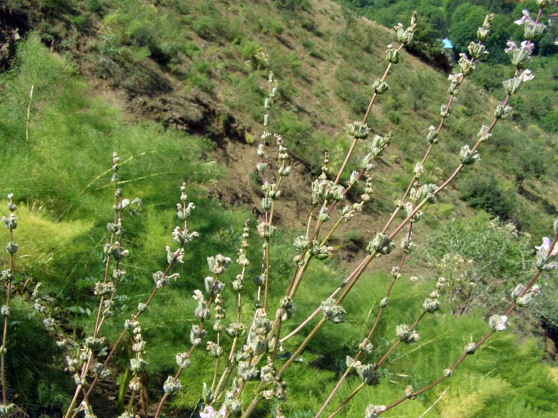 Изображение особи Phlomoides brachystegia.