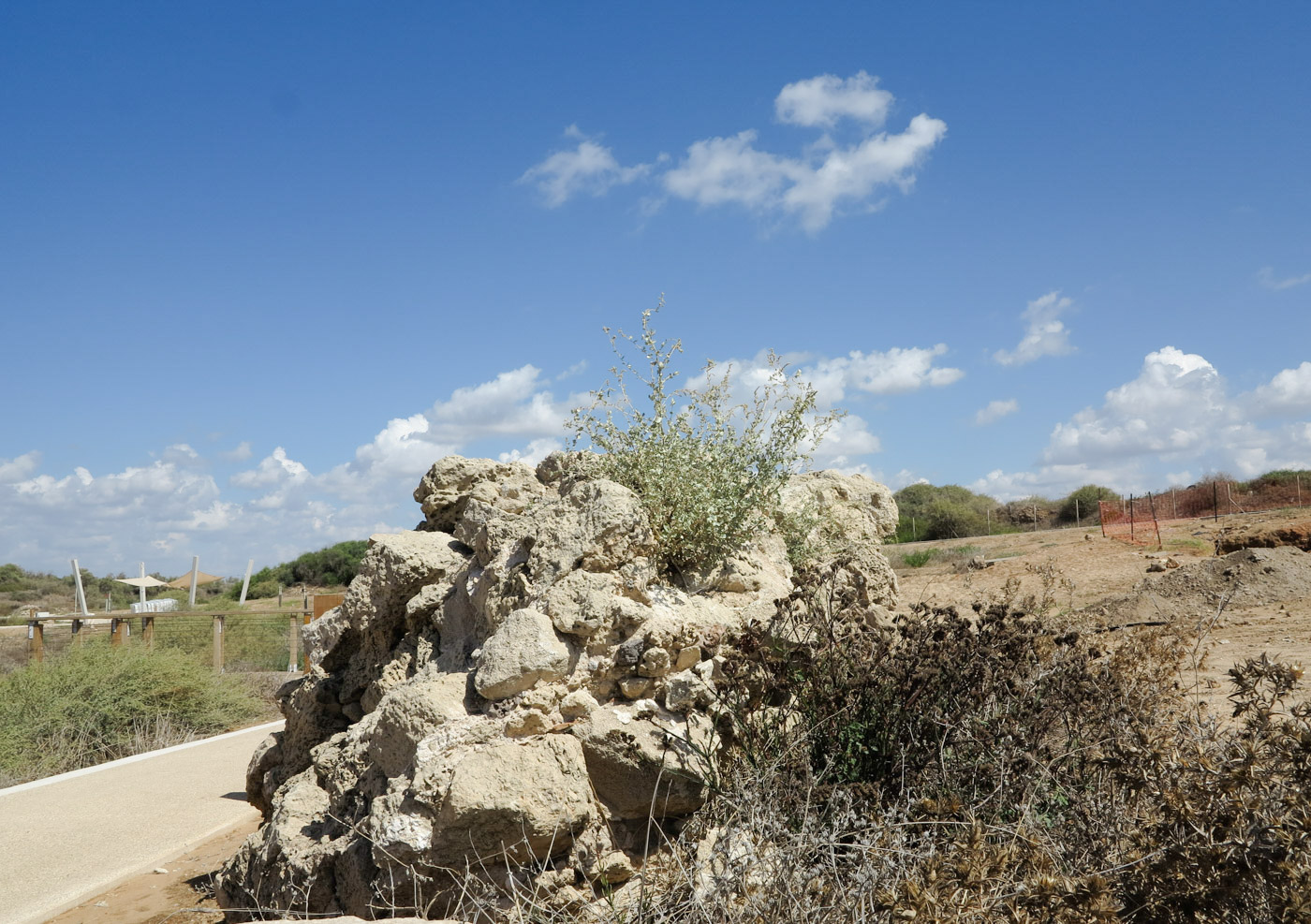 Image of Atriplex halimus specimen.