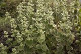 Ballota acetabulosa