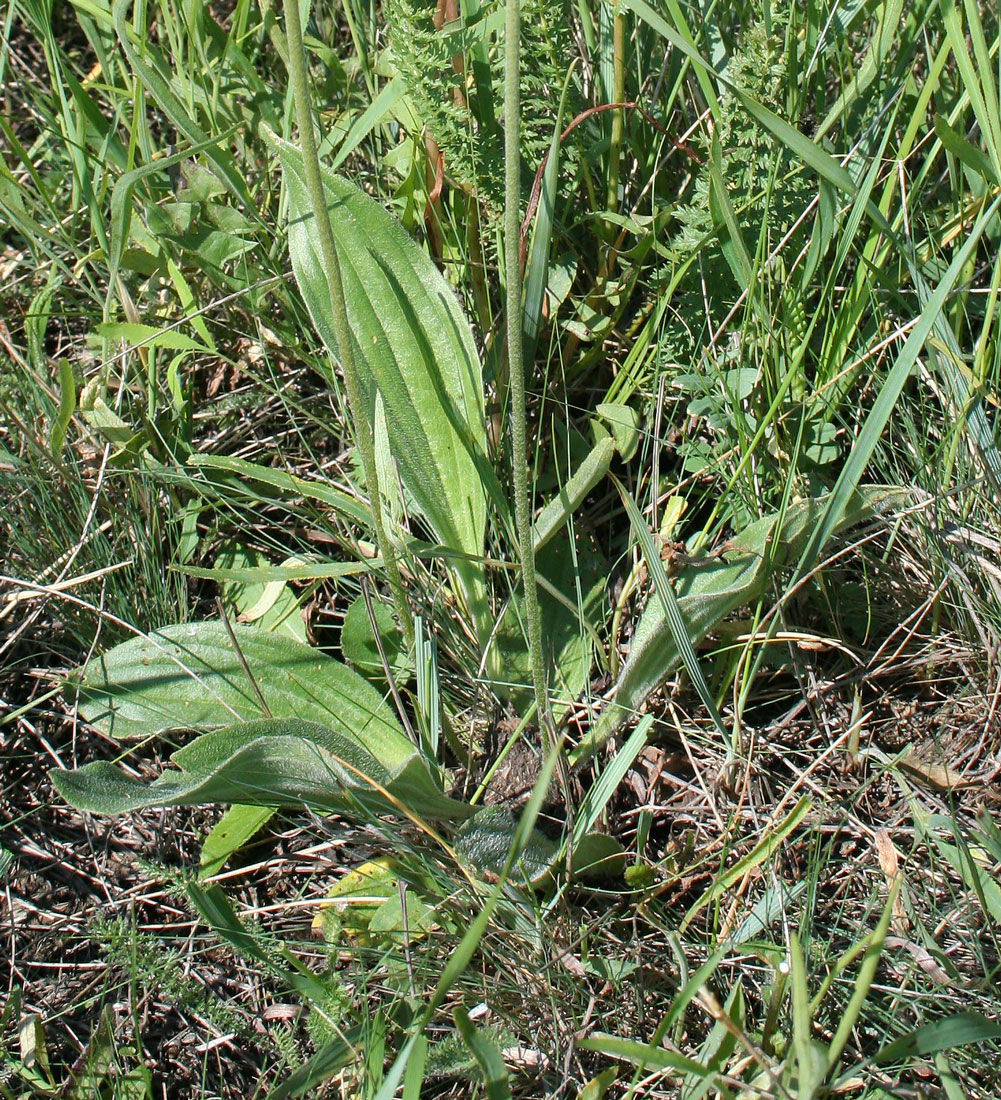 Image of Plantago urvillei specimen.