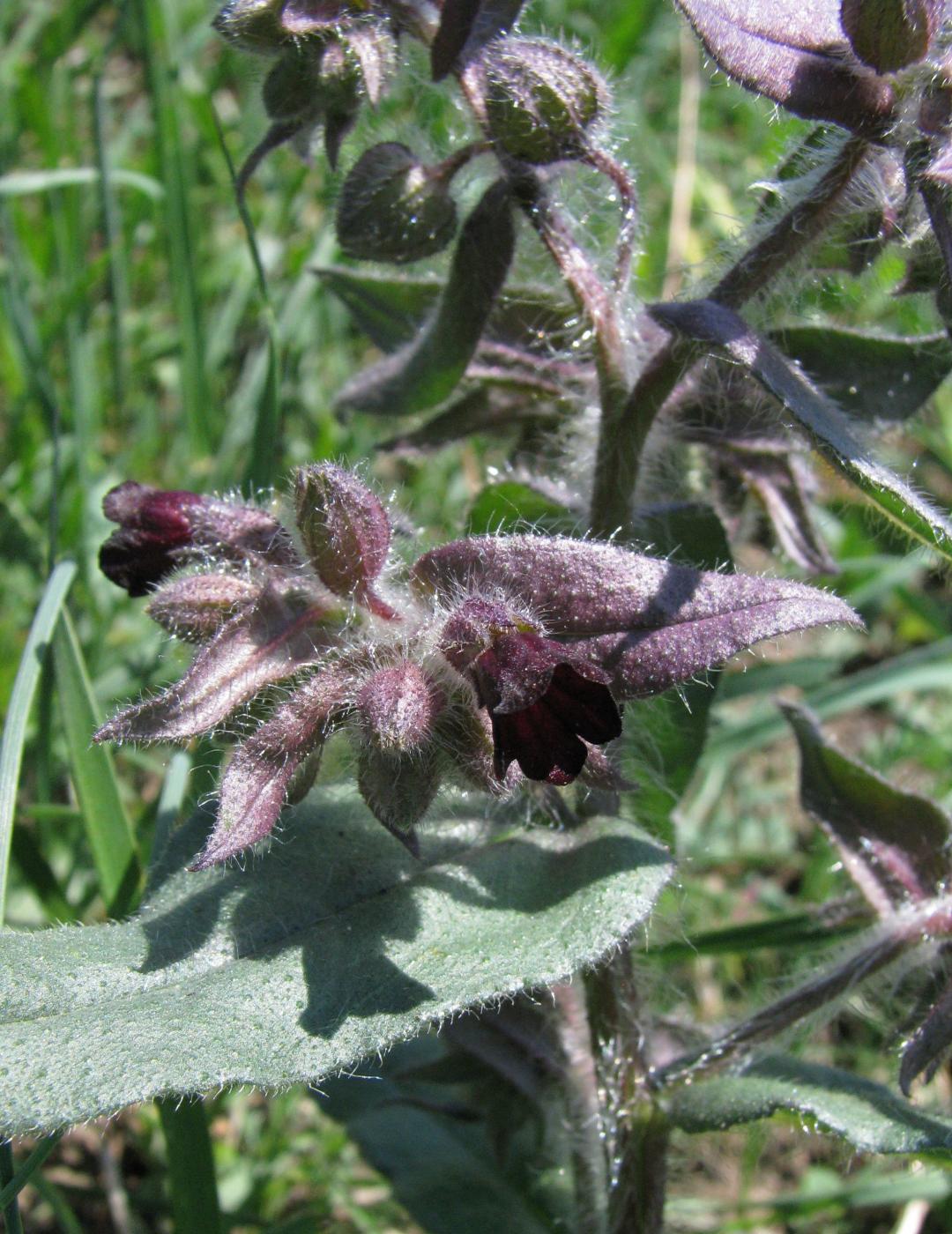 Image of Nonea rossica specimen.