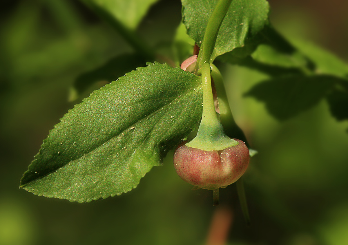 Изображение особи Vaccinium myrtillus.