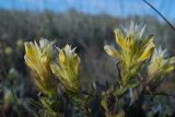 Melampyrum argyrocomum