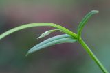 Stellaria graminea