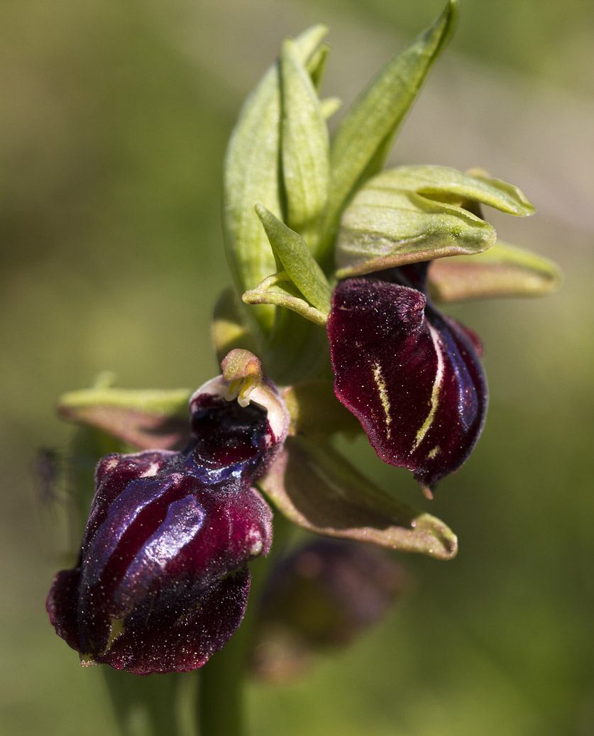 Изображение особи Ophrys mammosa.