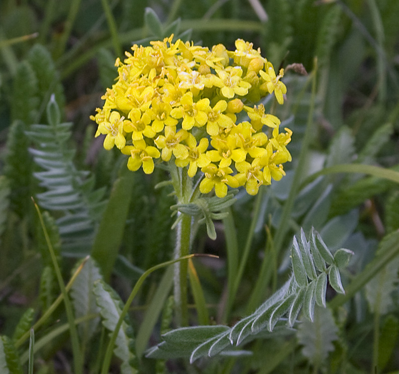 Image of Patrinia sibirica specimen.