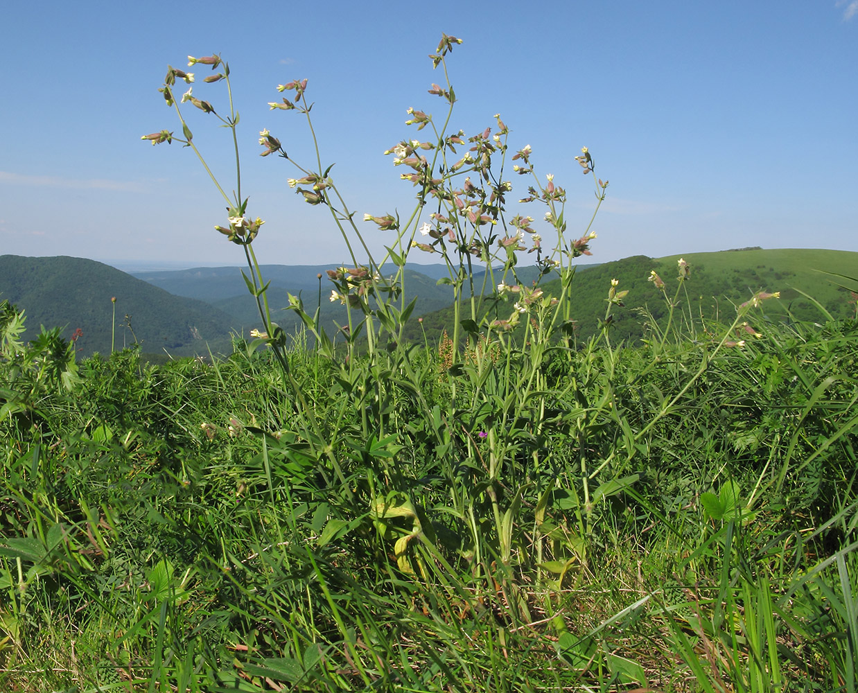 Image of Melandrium latifolium specimen.