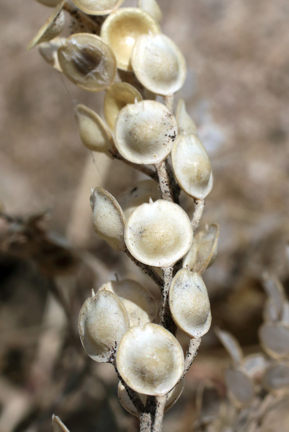 Image of Alyssum turkestanicum var. desertorum specimen.