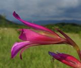 Gladiolus italicus. Цветок. Крым, Байдарская долина, окр. с. Тыловое, сухой луг. 9 июня 2016 г.