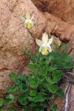 Aquilegia tianschanica