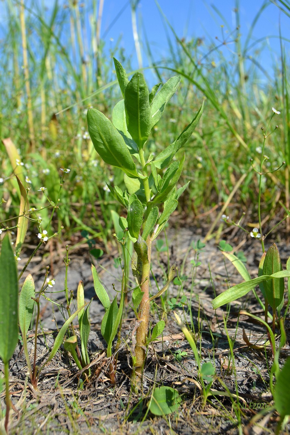 Image of Sphaeranthus strobilifer specimen.