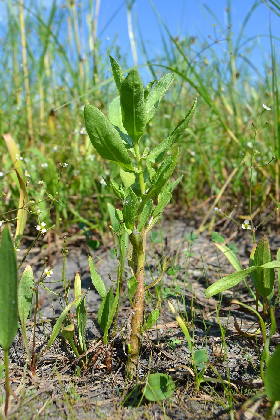 Изображение особи Sphaeranthus strobilifer.