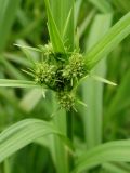 genus Scirpus. Нераспустившееся соцветие. Приморье, Находкинский городской округ, окр. пос. Ливадия, у ручья. 04.07.2016.