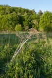 Heracleum sosnowskyi. Сухое растение, отплодоносившее и отмершее в прошлом году. Псковская обл., Печорский р-н, Изборско-Мальская долина, вост. берег Мальского озера, сырой разнотравно-злаковый луг. 28.05.2016.