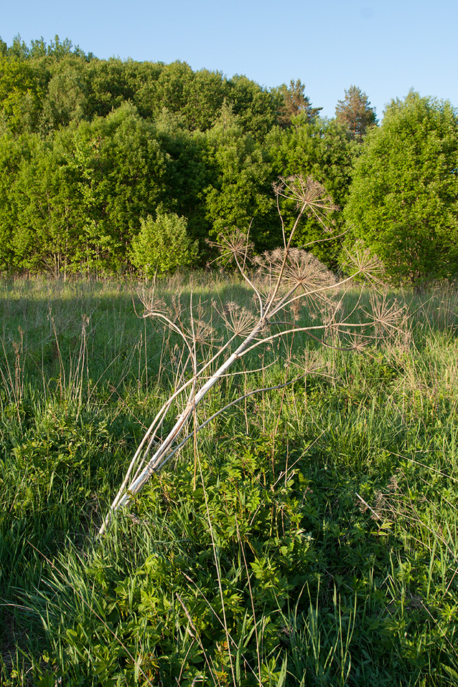 Image of Heracleum sosnowskyi specimen.