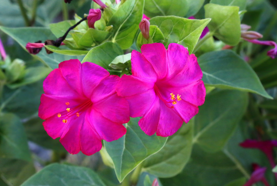 Изображение особи Mirabilis jalapa.