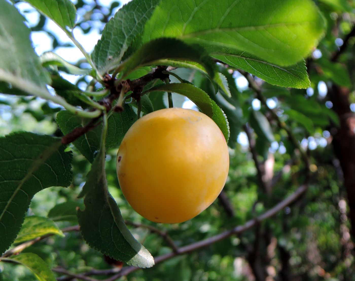 Изображение особи Prunus cerasifera.