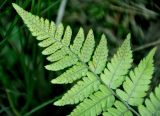Dryopteris carthusiana. Верхушка вайи с сорусами (вид снизу). Тверская обл., оз. Селигер, о-в Хачин, сосновый бор. 28.08.2016.