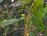 Salix &times; vorobievii