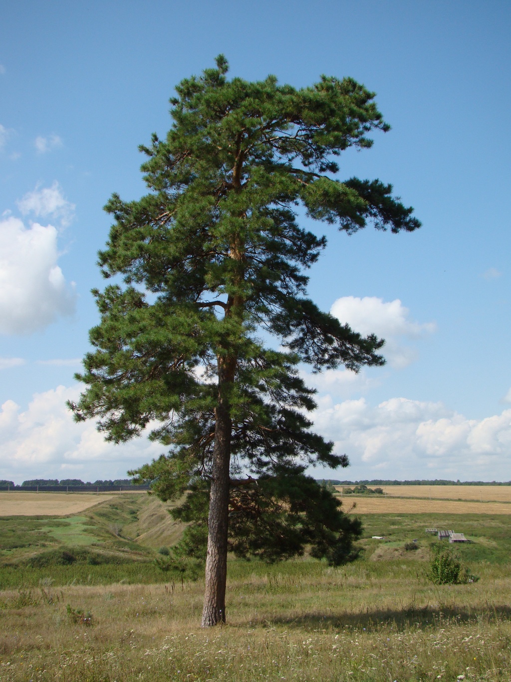 Изображение особи Pinus sylvestris.