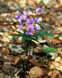 Cardamine quinquefolia