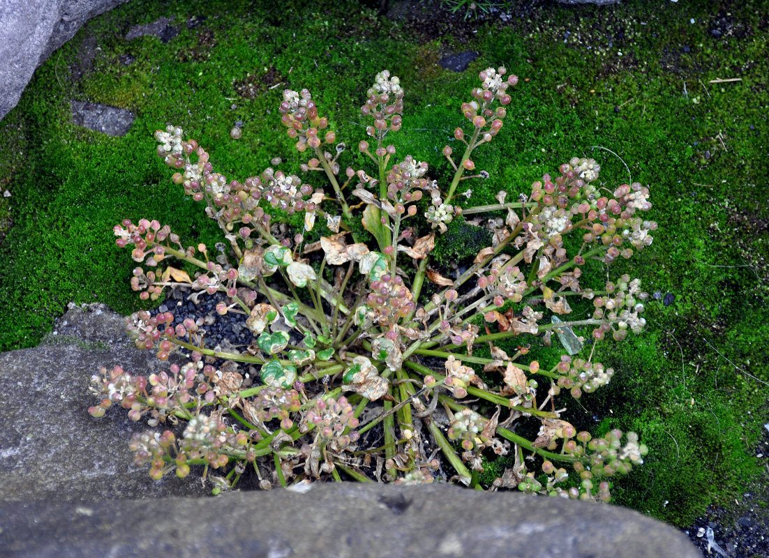 Изображение особи Cochlearia officinalis.