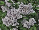 Syringa pubescens ssp. patula