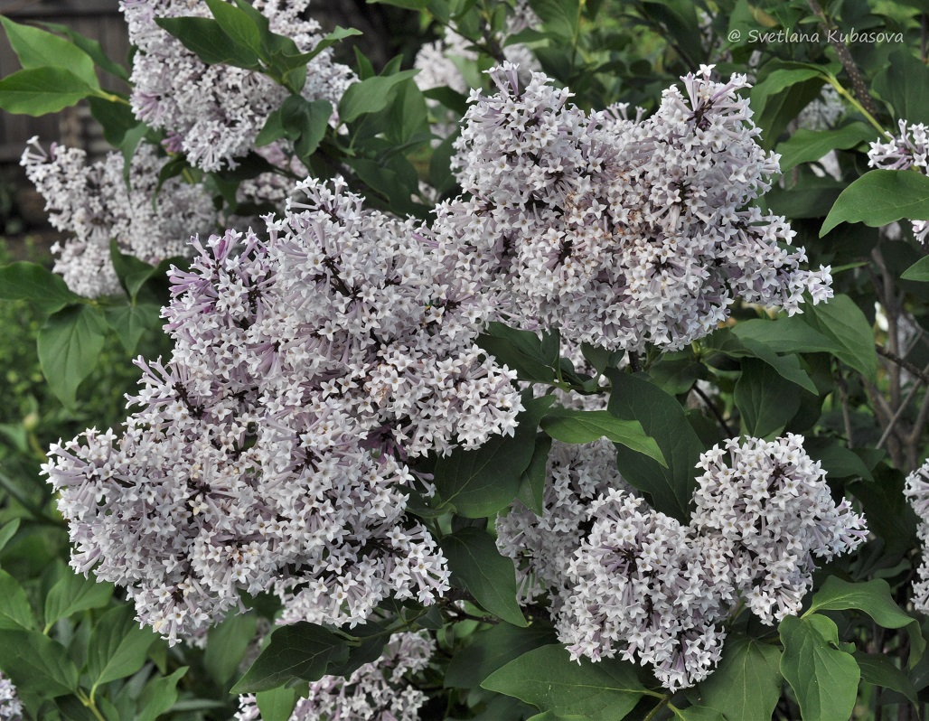 Изображение особи Syringa pubescens ssp. patula.