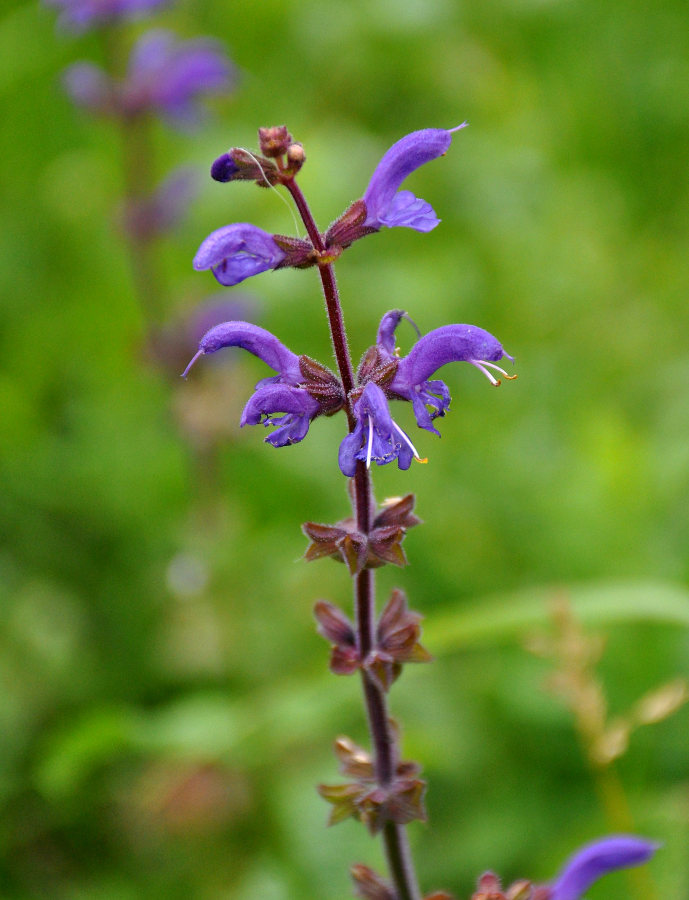 Изображение особи Salvia kuznetzovii.