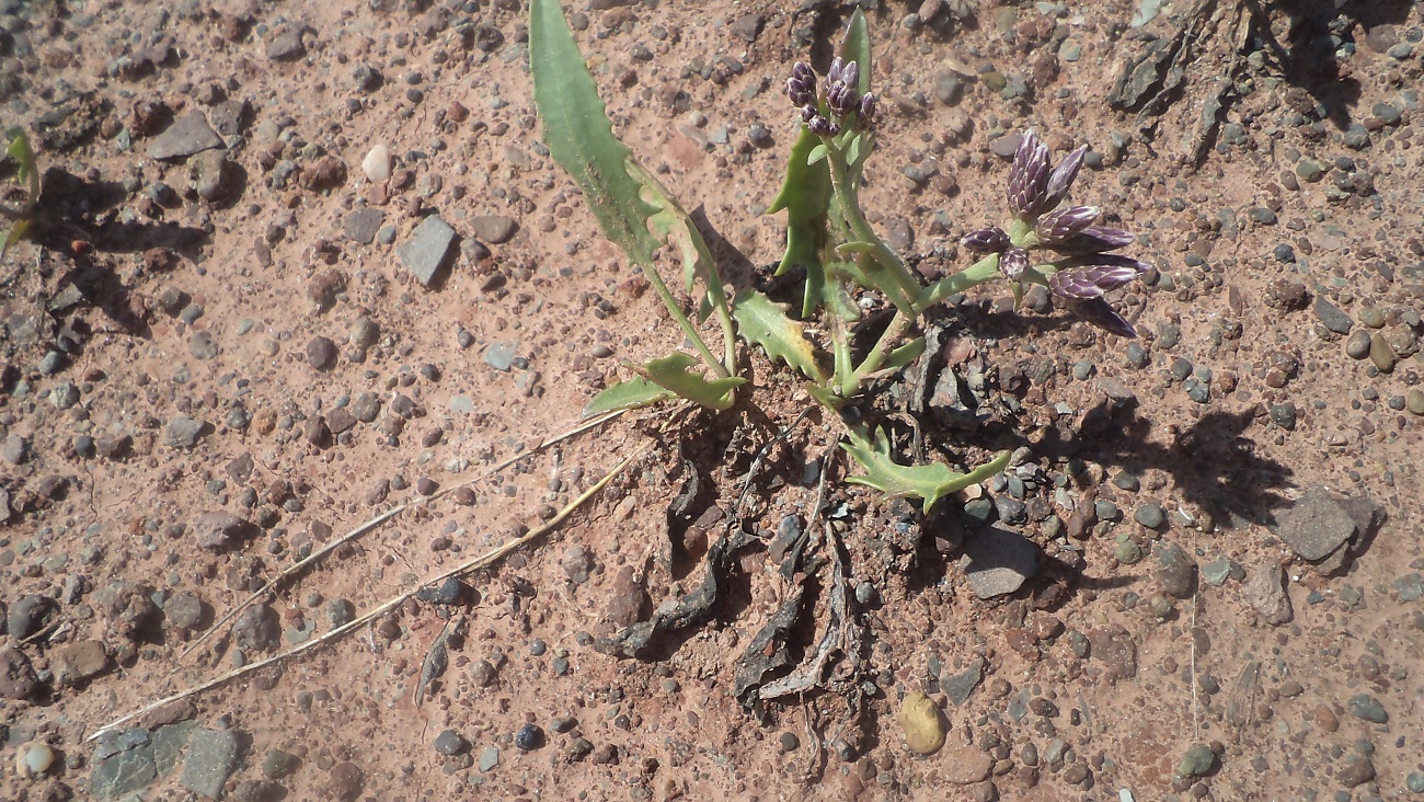 Image of Saussurea davurica specimen.