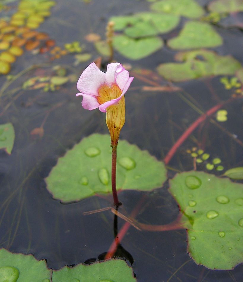 Image of Trapella sinensis specimen.