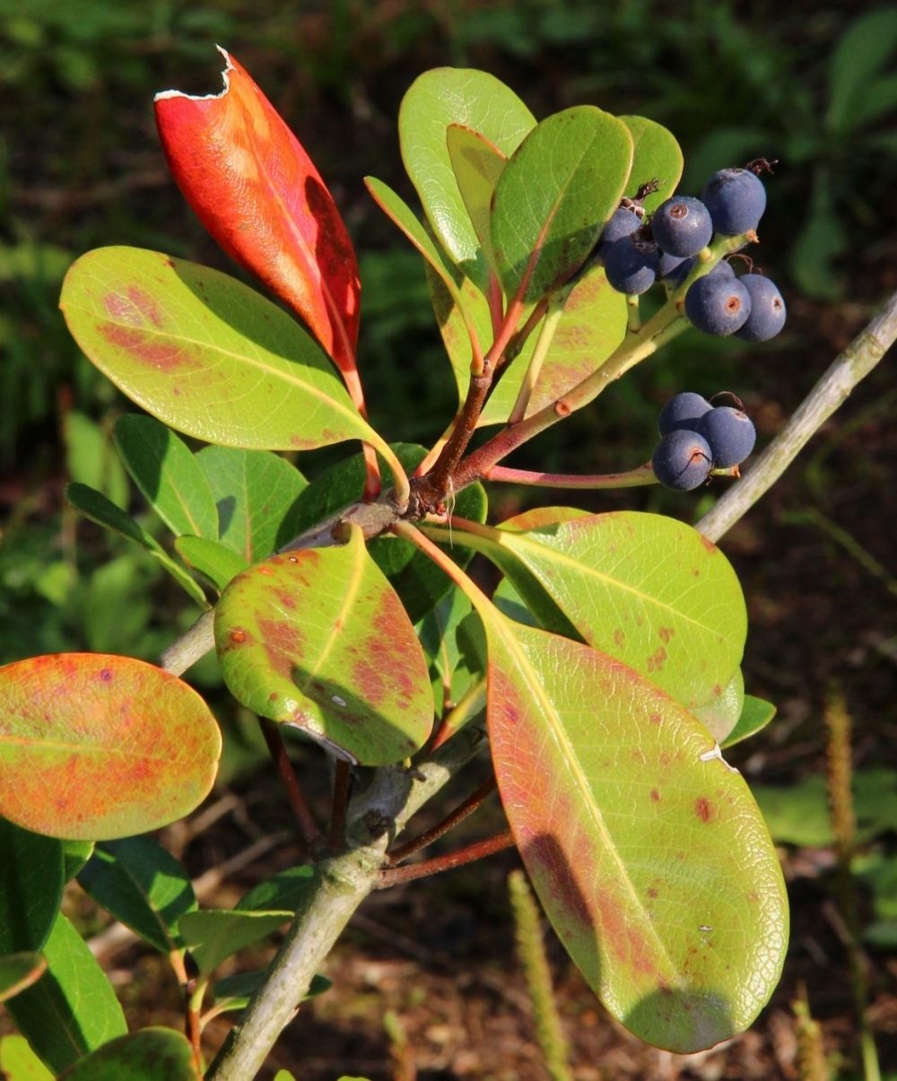 Изображение особи Rhaphiolepis umbellata.