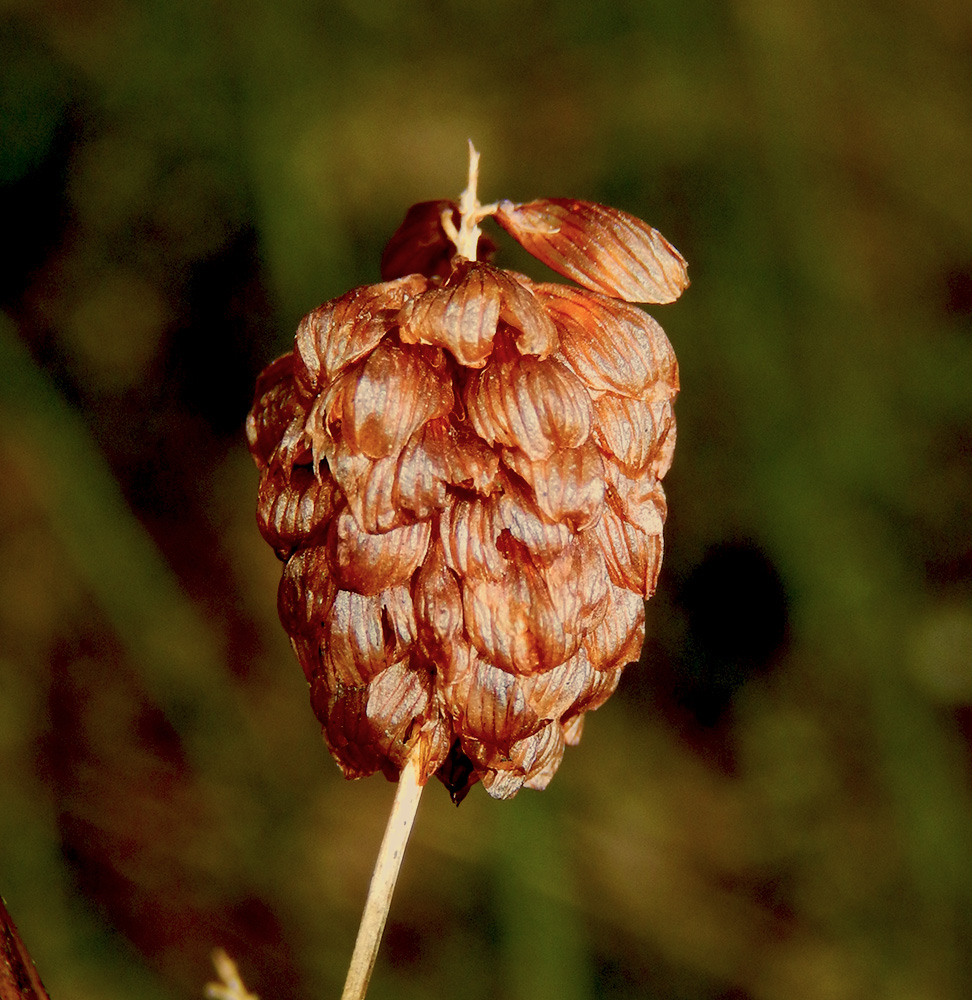 Image of Trifolium campestre specimen.