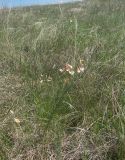 Lathyrus lacteus