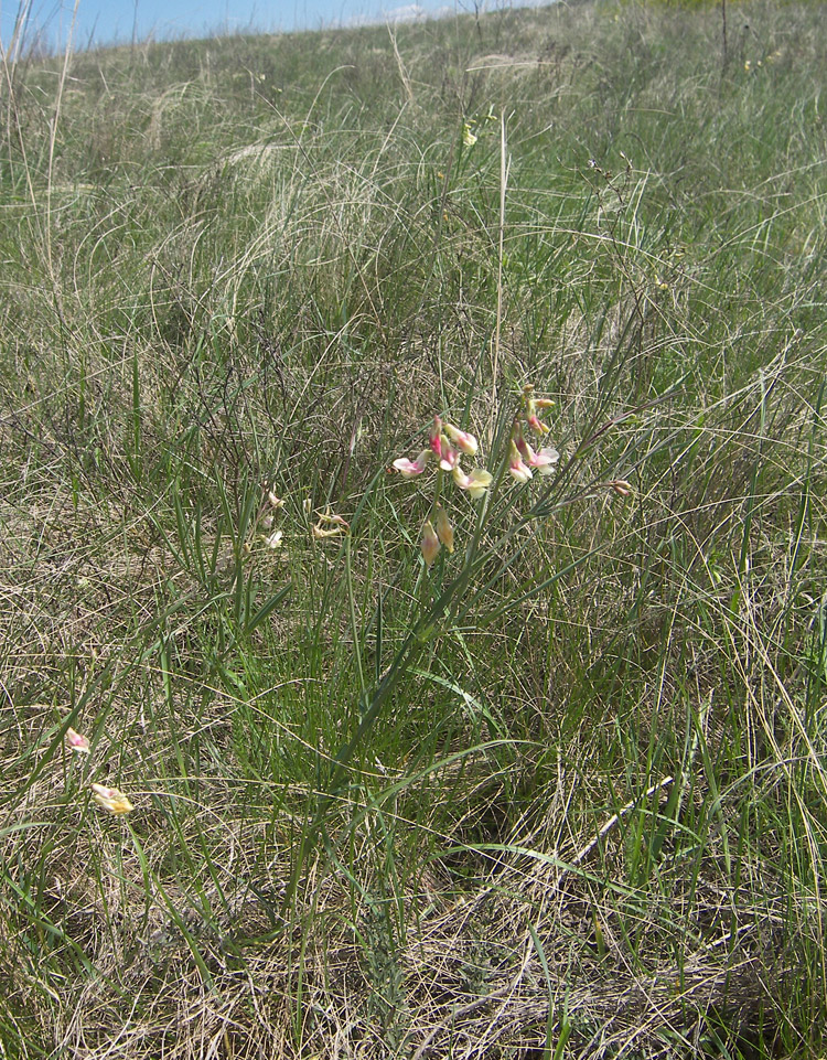 Image of Lathyrus lacteus specimen.