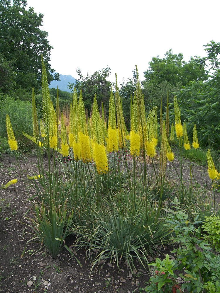 Изображение особи Eremurus stenophyllus.