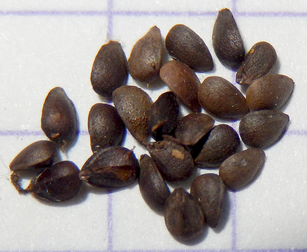 Image of Sideritis euxina specimen.